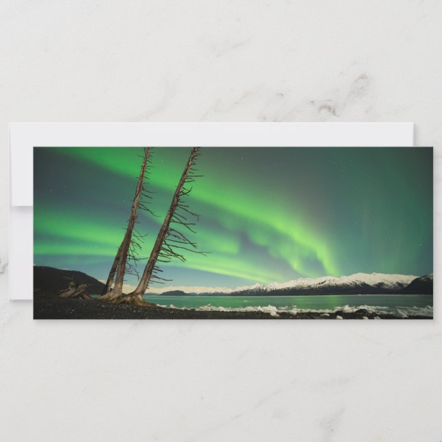 Leaning Tree Aurora (Voorkant)