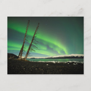 Leaning Tree Aurora Briefkaart