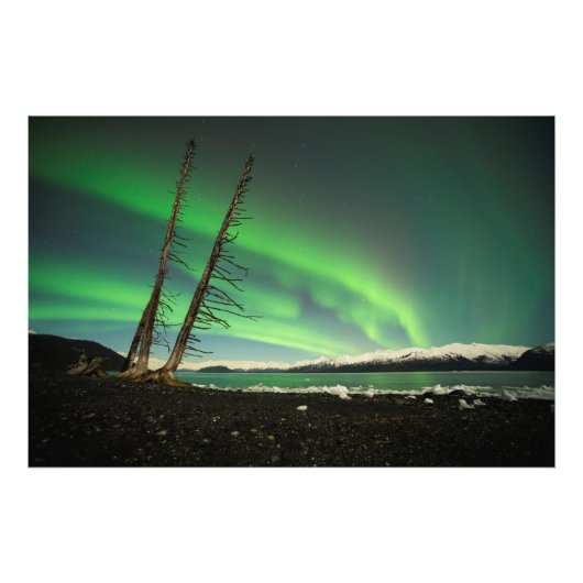 Leaning Tree Aurora Foto Afdruk (Voorkant)
