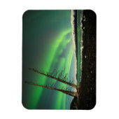 Leaning Tree Aurora Magneet (Verticaal)