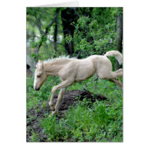 Leaping Colt