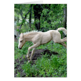 Leaping Colt