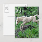 Leaping Colt Briefkaart (Voorkant / Achterkant)