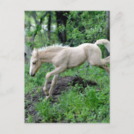 Leaping Colt Briefkaart