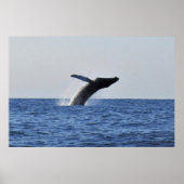 Leaping Humpback Poster (Voorkant)