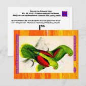 Lear. Crimson-winged Paraket. Vrouw en jonge man Briefkaart (Voorkant / Achterkant)
