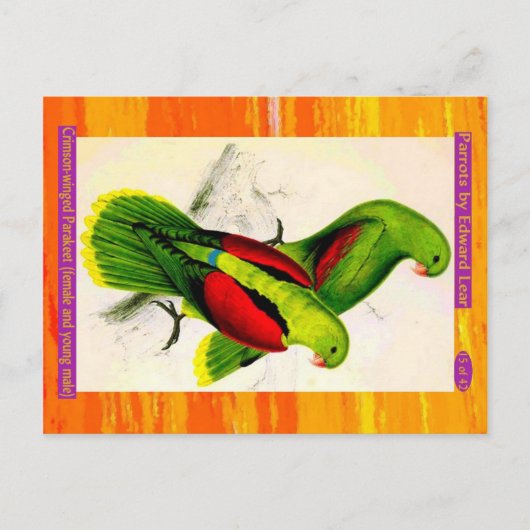 Lear. Crimson-winged Paraket. Vrouw en jonge man Briefkaart (Voorkant)