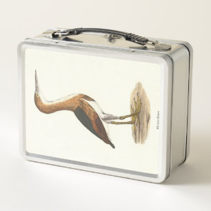 Least Bittern (Ixobrychus exilis) vogels uit New Y