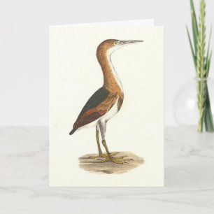 Least Bittern (Ixobrychus exilis) vogels uit New Y Kaart