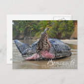 Leatherback Turtle Briefkaart (Voorkant / Achterkant)