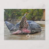 Leatherback Turtle Briefkaart (Voorkant)