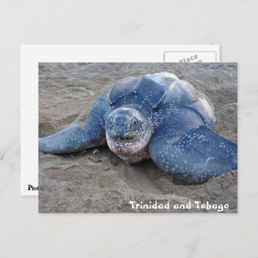 Leatherback Turtle in Trinidad en Tobago Briefkaart (Voorkant / Achterkant)