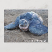 Leatherback Turtle in Trinidad en Tobago Briefkaart (Voorkant)