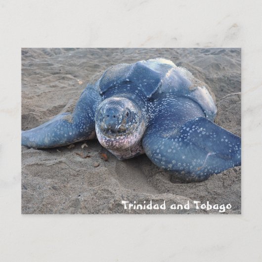Leatherback Turtle in Trinidad en Tobago Briefkaart (Voorkant)