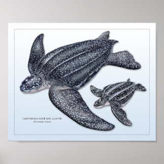 Leatherback Zee Turtle Adult en Juvenile Print