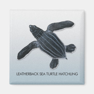 Leatherback Zee Turtle Hatchling Magnet