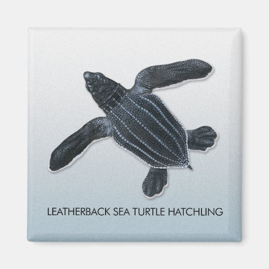 Leatherback Zee Turtle Hatchling Magnet (Voorkant)