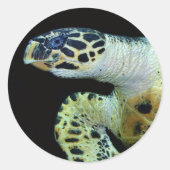 Leatherback Zee Turtle Stickers (Voorkant)