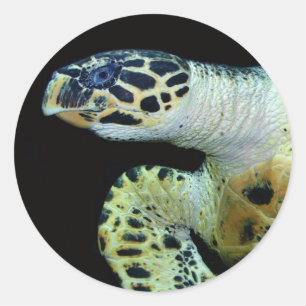 Leatherback Zee Turtle Stickers