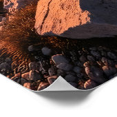 Leave Nothing But Footprints Poster (Hoek)