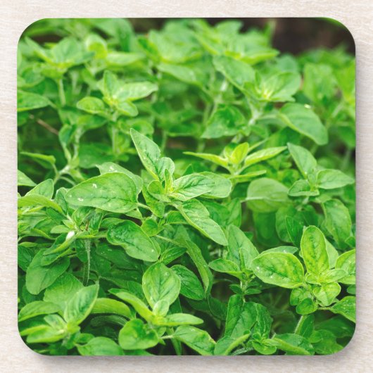 Leaves Bier Onderzetter (Voorkant)