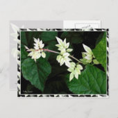 Leaves Briefkaart (Voorkant / Achterkant)