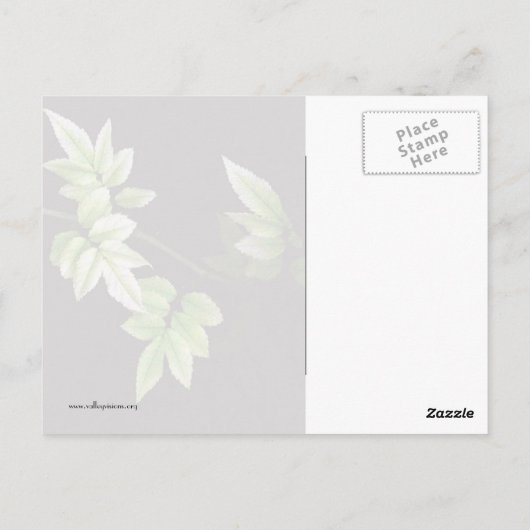 Leaves Briefkaart (Achterkant)