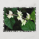 Leaves Briefkaart (Voorkant)