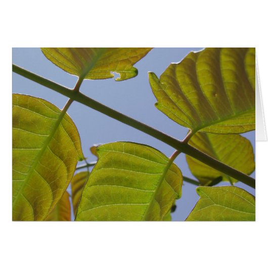 Leaves Card (Voorkant Horizontaal)