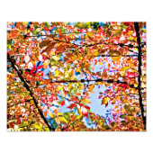 Leaves Foto Afdruk (Voorkant)