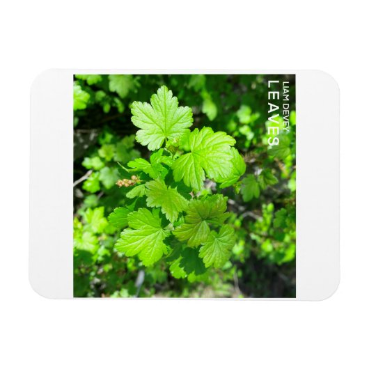 Leaves Magneet (Horizontaal)