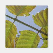 Leaves Magnet (Voorkant)