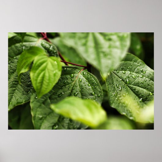 Leaves Poster (Voorkant)