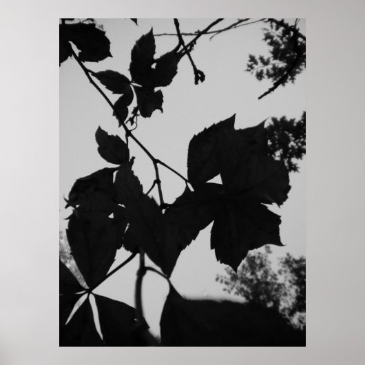 Leaves Poster (Voorkant)