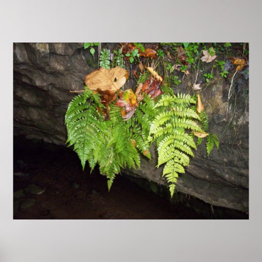 Leaves Poster (Voorkant)