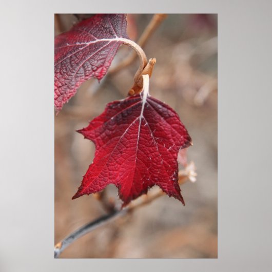 Leaves Poster (Voorkant)