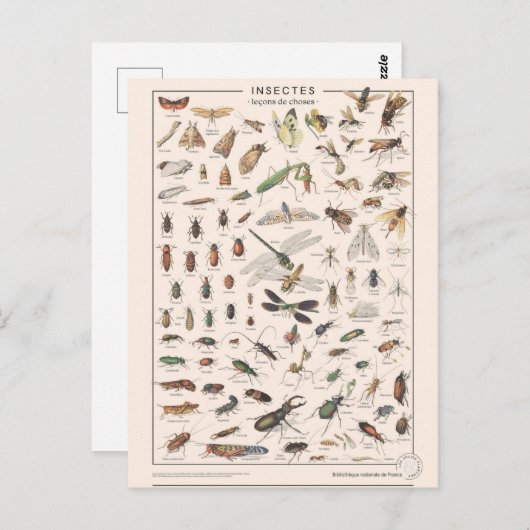 Leçons de choses les insectes briefkaart (Voorkant / Achterkant)