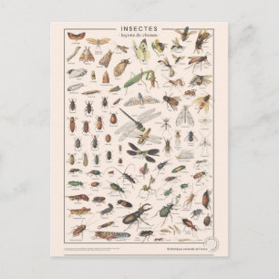 Leçons de choses les insectes briefkaart