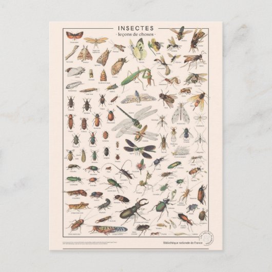 Leçons de choses les insectes briefkaart (Voorkant)
