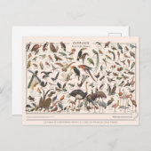 Leçons de choses les oiseaux briefkaart (Voorkant / Achterkant)