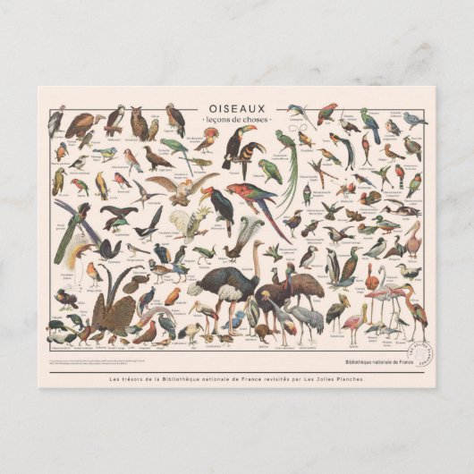 Leçons de choses les oiseaux briefkaart (Voorkant)