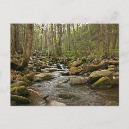 LeConte Creek in Great Smoky Mountains Briefkaart (Voorkant)