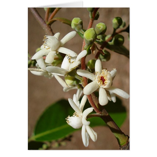 LECYTHIDACEAE: Cariniana legalis (Voorkant)