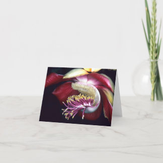 LECYTHIDACEAE: Couroupita guianensis Kaart