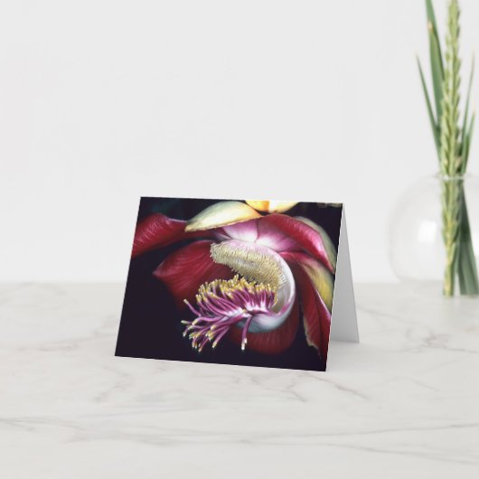 LECYTHIDACEAE: Couroupita guianensis Kaart (Voorkant)