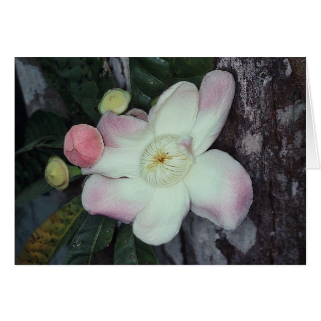 LECYTHIDACEAE: Gustavia augusta (Voorkant Horizontaal)