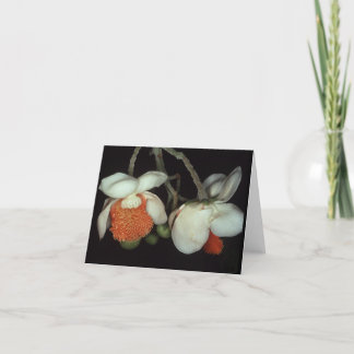 LECYTHIDACEAE: Lecythis houdt aan Kaart