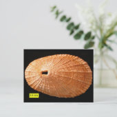 ledemaat (Diodora italica) Briefkaart (Staand voorkant)