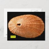 ledemaat (Diodora italica) Briefkaart (Voorkant / Achterkant)