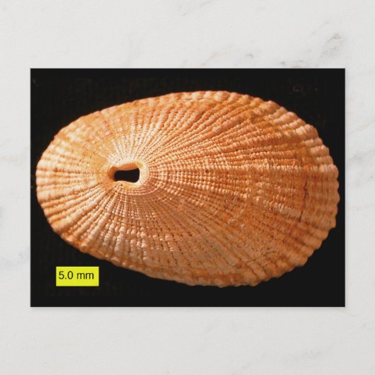 ledemaat (Diodora italica) Briefkaart (Voorkant)